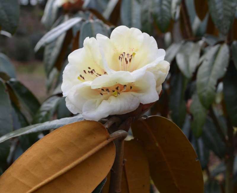  R. luciferum from UK, Himmalaya Garden. Foto: Jenny Wells