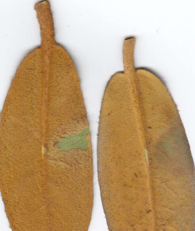  R. luciferum (Hobbiense) and circinnatum fra Cox, 1 dec 2013, scan: H. Eiberg