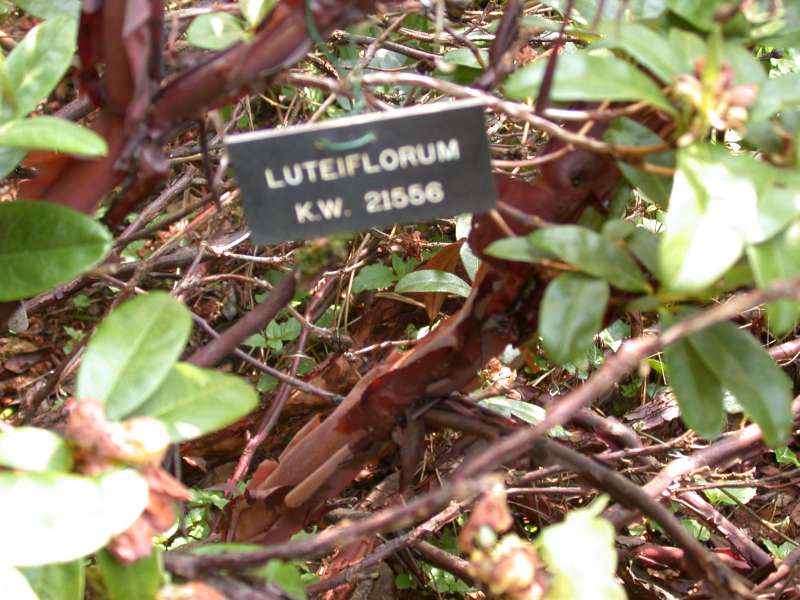  R. luteiflorum trunk. Photo:  Hans Eiberg
