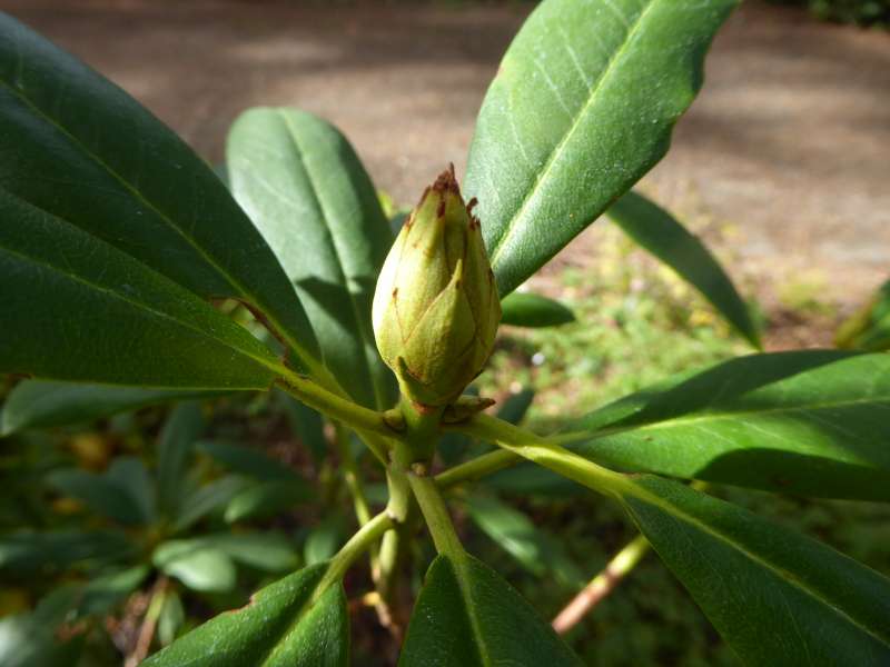 R. macrophyllum shows a bud, photo: H. Eiberg