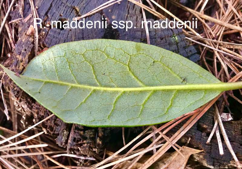  R. maddenii leaf. Foto: Dennis McKiver