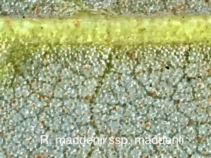 R. maddenii scales. Foto: Dennis McKiver