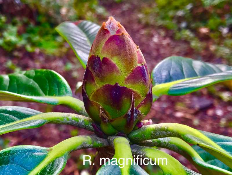 R. magnificum, photo: Egil Valderhaug