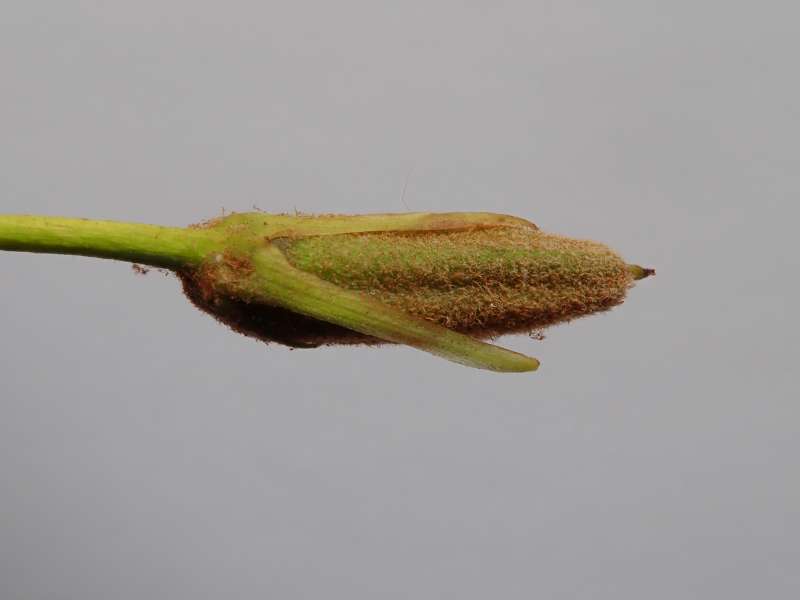  R. makinoi seed pod at HE, photo: H. Eiberg