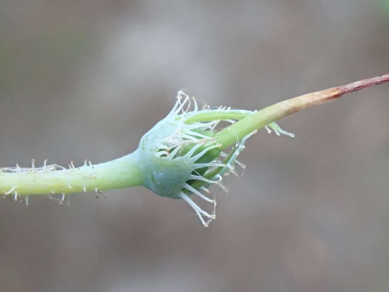 Menziesia ciliicalyx. Photo: Hans Eiberg