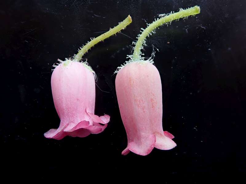 Menziesia ciliicalyx . Photo: Hans Eiberg