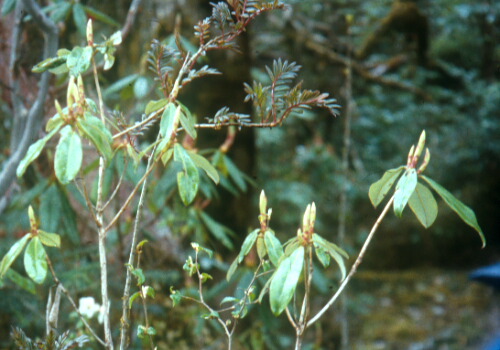  R. leptocarpum in Sikkim. Photo: H. Eiberg
