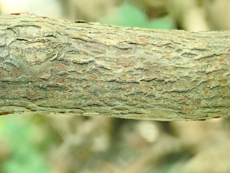  R. miniatum bark. Photo: Hans Eiberg