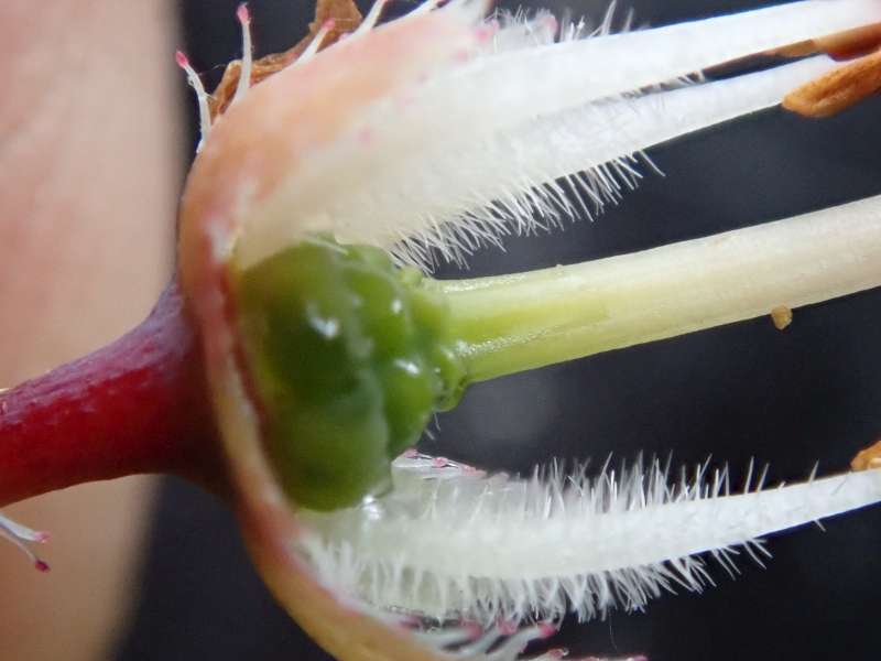 Menziesia ciliicalyx . Photo: Hans Eiberg
