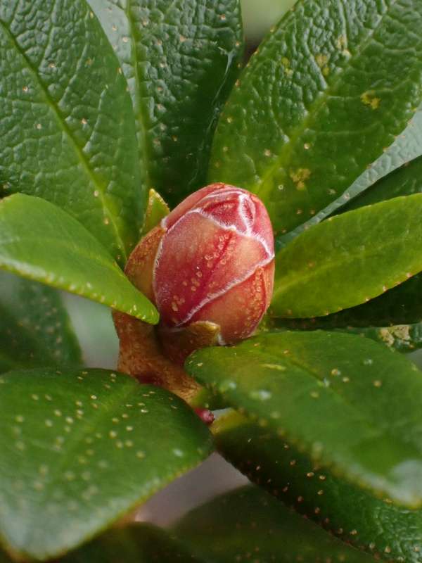  R. myrtifolium, Photo: Jan Brodersen
