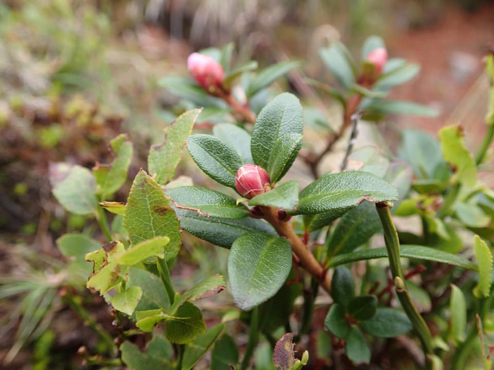  R. myrtifolium (R. kotschy), Photo: Remi A. Nielsen