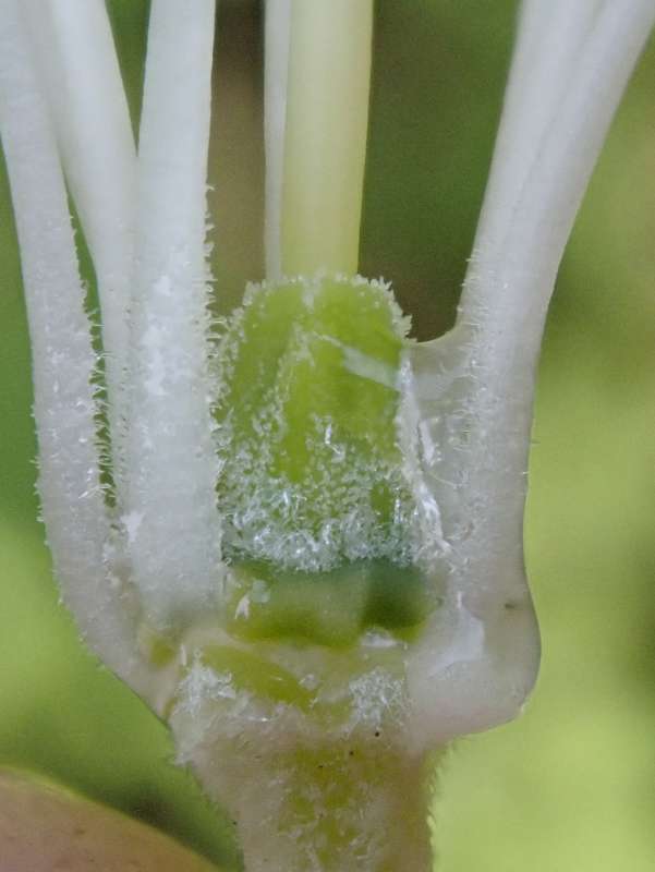  R. nigroglandulosum seed pod, photo: Hans Eiberg