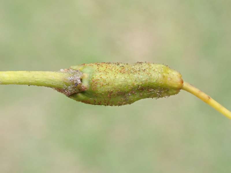  R. nigroglandulosum seed pod, photo: H. Eiberg