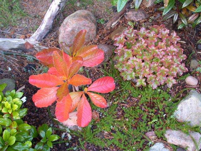  R. nipponicum, autumn colors, photo: H. Eiberg