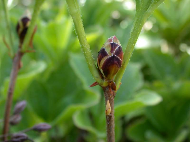  R. nipponicum, flowerbuds, photo: H. Eiberg