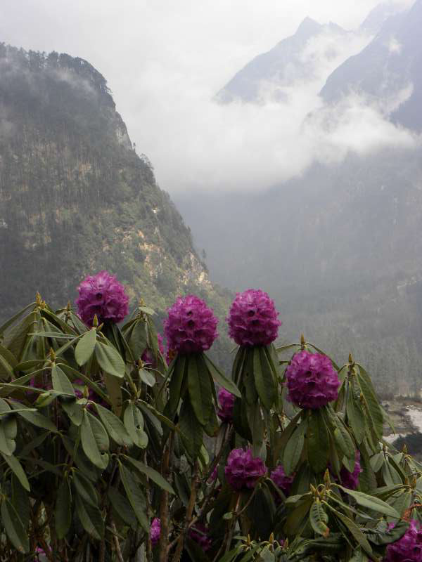  R. niveum in Sikkim. Photo: Keshab Pradesh