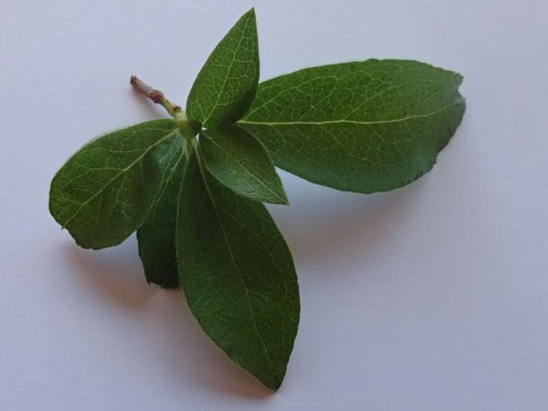  R. nudipes var. kirishimense leaves. Photo: H. Eiberg