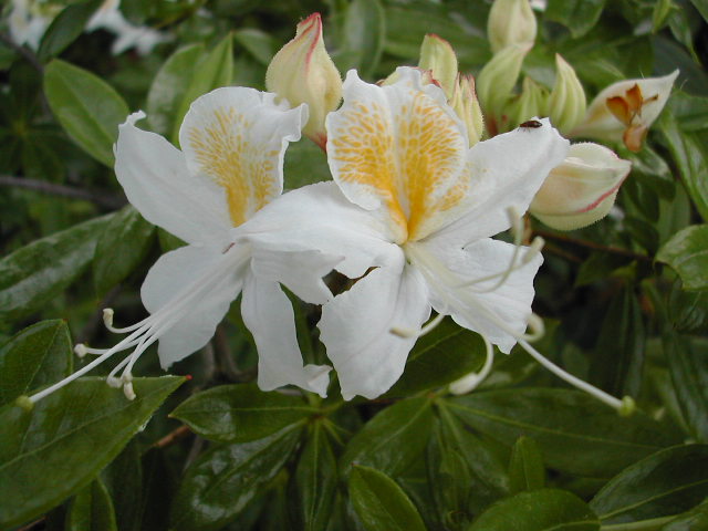  R. occidentale, white, photo: H. Helm