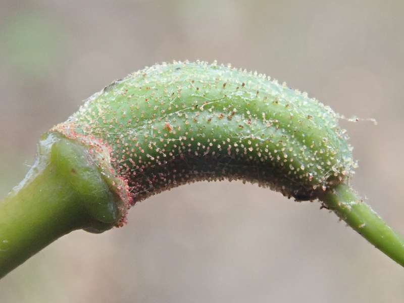  R. orbiculare seed pod. Foto: H. Eiberg
