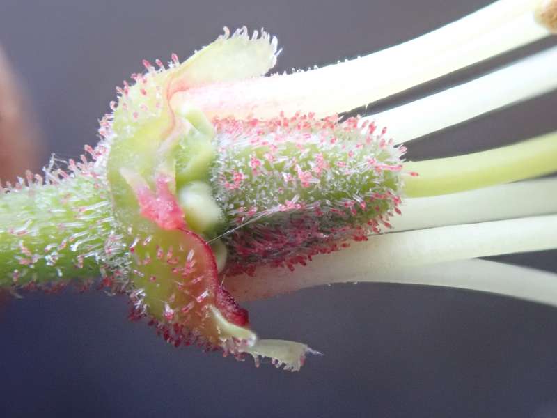  R. campylocarpum ssp. caloxanthum AM hos HE. Foto: H. Eiberg