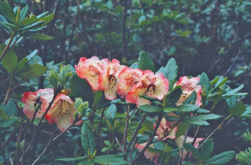  R. parmulatum from Doshong La. Photo: Scottish Rhododendron Society