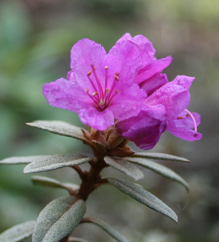  R. parvifolium fra Alaska. Photo: Remi A. Nielsen