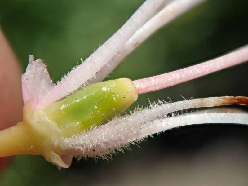  R. pentaphyllum. Photo: H. Eiberg