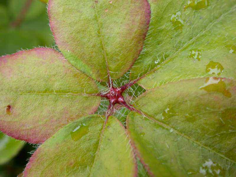  R. pentaphyllum. Photo: H. Eiberg