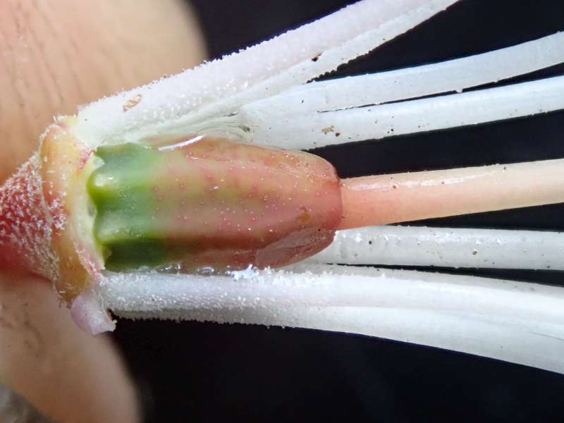 R. phaeochrysum Green Mantel: Photo Hans Eiberg