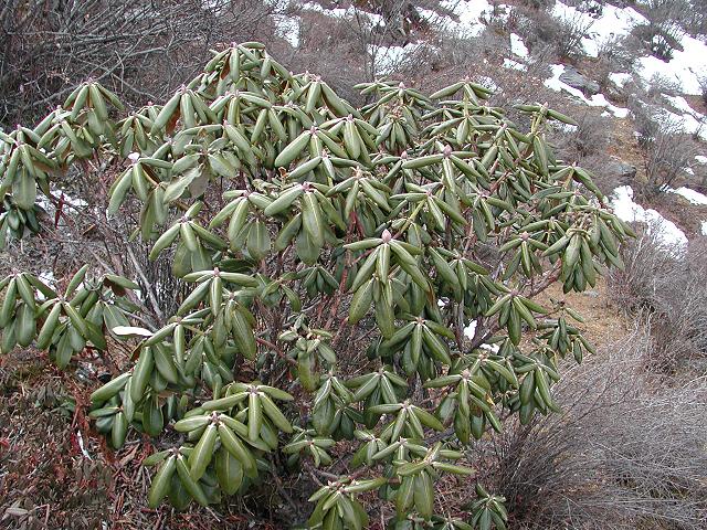  R. phaeochrysum var. agglutinatum, Tibet. Foto: Ron Rabideau