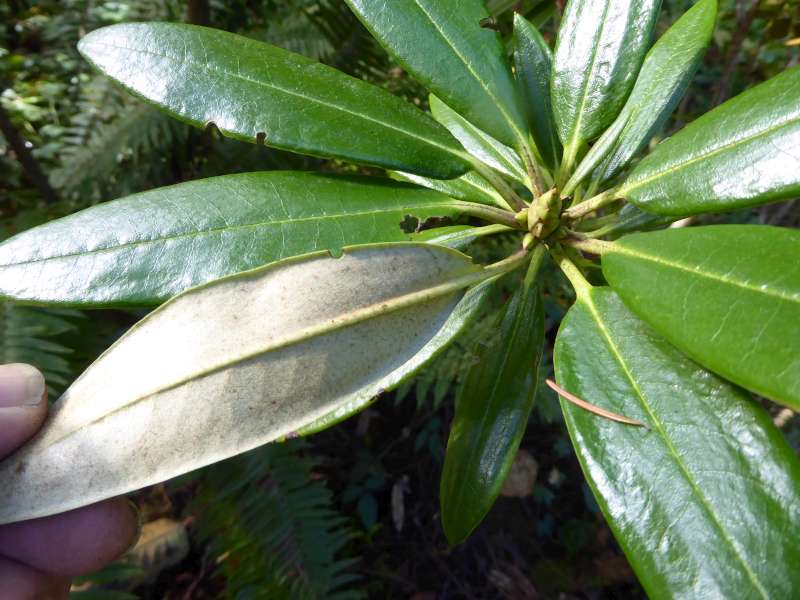  R. phaeochrysum var. agglutinatum i RSBG Foto: Hans Eiberg 