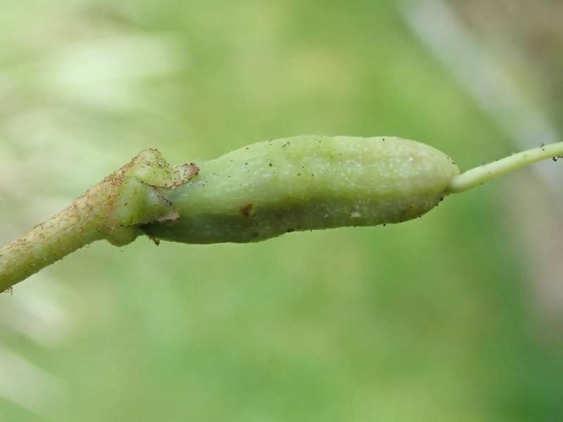  R. phaeochrysum var. levistratum / R. dryophyllum JN., seed pod, photo: H. Eiberg