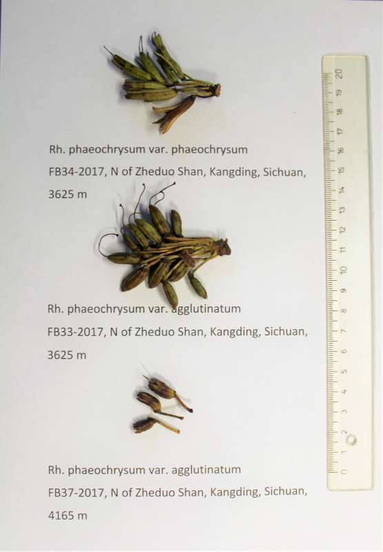  R. phaeochrysum var. agglutinatum. Foto: Finn Bertelsen