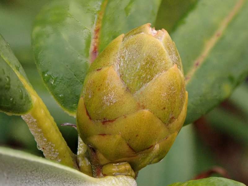  R. pingianum bud, photo: H. Eiberg
