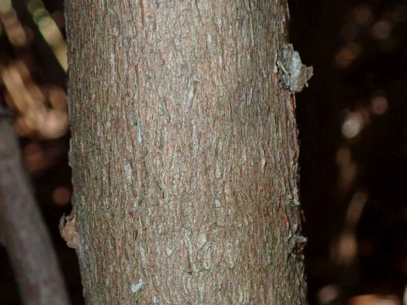  R. pingianum trunk, photo: H. Eiberg