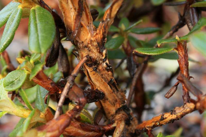  R. cephalanthum ssp. platyphyllum CNW 94/850. Photo: Ole Jonny Larsen