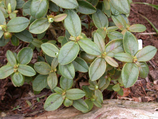  R. cephalantum ssp. platyphyllum. Photo: H. Eiberg