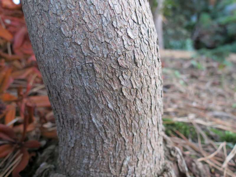 R. platypodum trunk, photo: Claus Staune