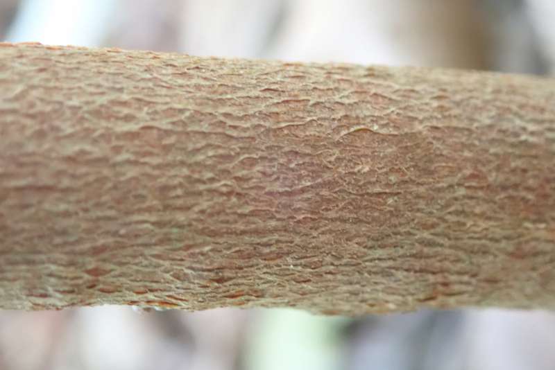 R. polylepis bark. Photo: H. Eiberg