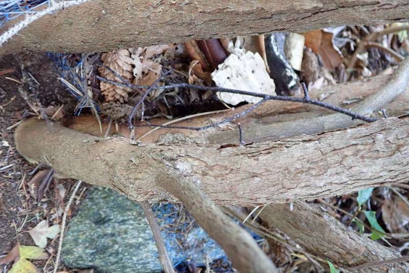  R. polylepis from Sichuan, trunk. Photo: H. Eiberg