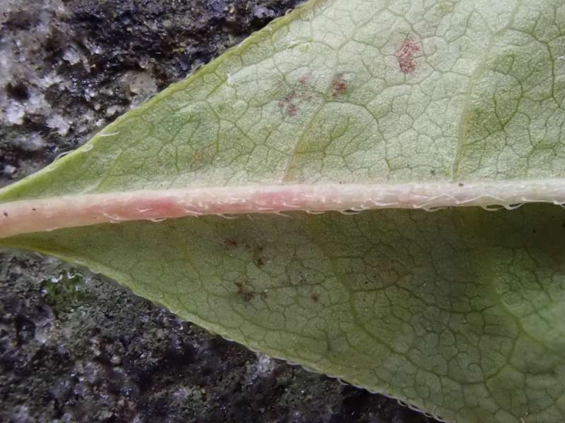  R. prunifolium leaf under at H. Eiberg, photo: H. Eiberg