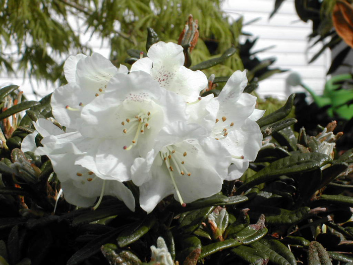 R. proteoides, Rhododendronhaven. Photo: J. Andersen