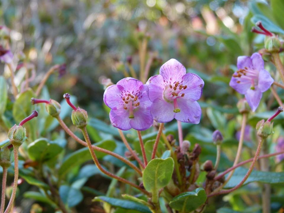  R. prunifolium, photo: Scottish Rhododendron Society, John Roy 