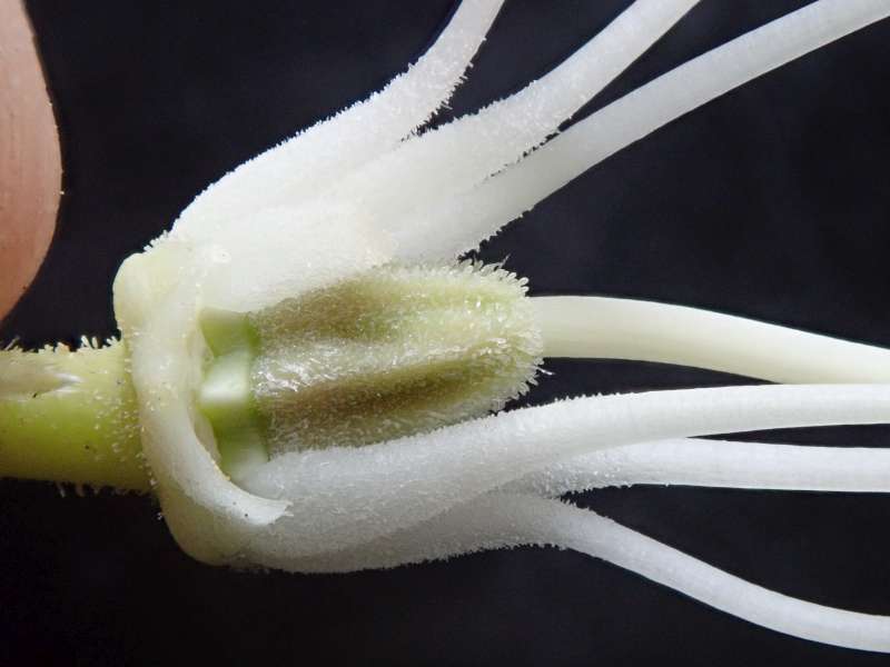  R. pseudochrysanthum, photo: Hans Eiberg