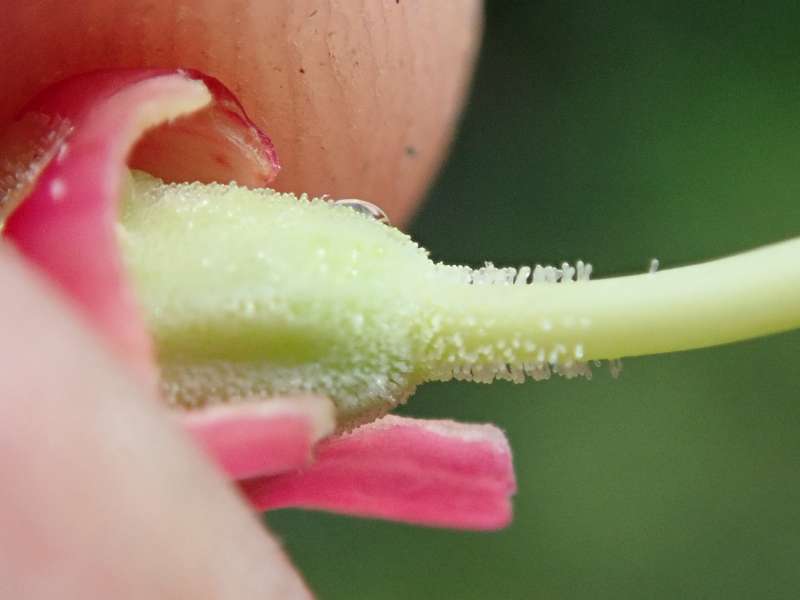  R. pseudochrysanthum, photo: Hans Eiberg
