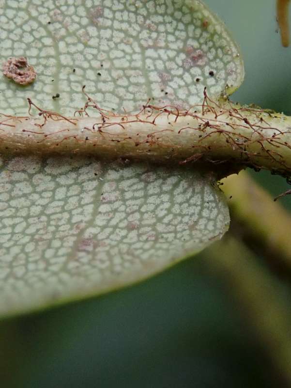  R. pseudochrysanthum silverrim form, photo: H. Eiberg