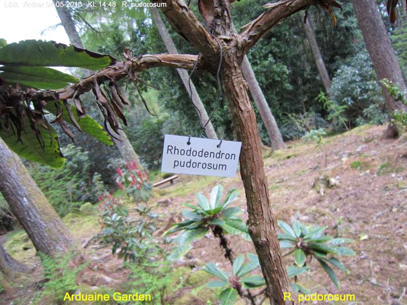  R. pudorosum in Arduaine Garden. Photo: Vinther