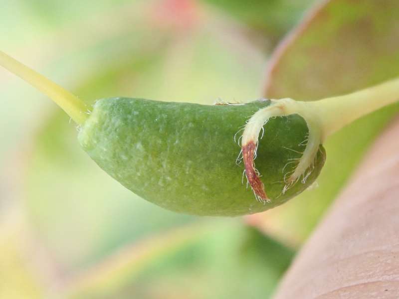  R. quinquefolium, seed pod. Photo: Hans Eiberg