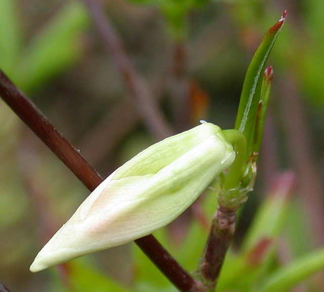  R. quinquefolium, blomst i udspring. Photo: H. Eiberg