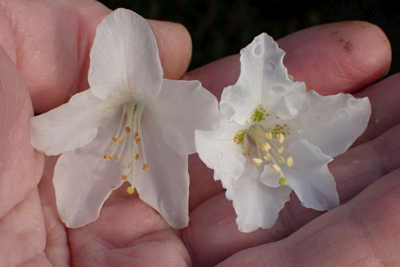  R. quinquefolium at JB. flower. Photo: Jan Brodersen